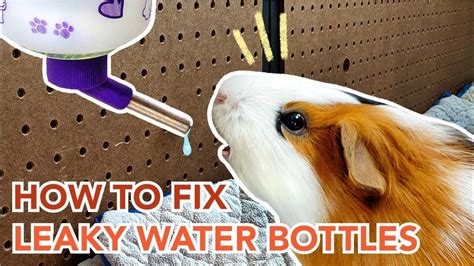 pet water bottle leaking|Water Bottle leaks : r/guineapigs